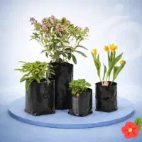 نشا گوجه کوردی