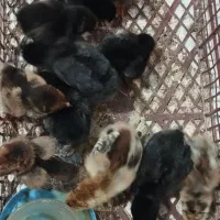 جوجه دوهفته ومرغ تخم گذار،مرغ کرچ به فروش میرسد