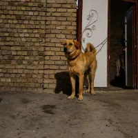 سگ نر|سگ|شازند, |دیوار