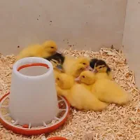 جوجه اردک اسراییلی معمولی وماده تخم گذار