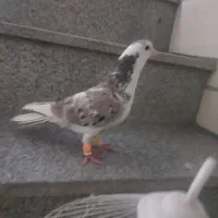 کبوتر بوم