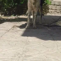 دوتا سگ گله ایی جونوری