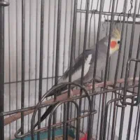 عروس هلندی با قفس