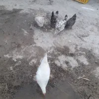 فروش مرغ محلی درباشت