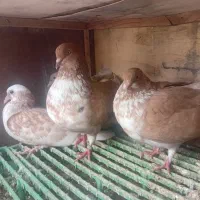 کبوتر جفت گرگی زرد