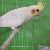 قفس عروس نروماده مفت