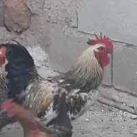 ۴ تا خروس محلی
