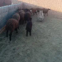 بره ماده هترو