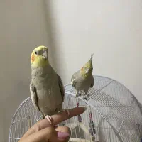 عروس هلندی نر و ماده