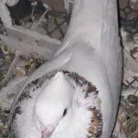 ۲۰ عدد کبوتر همه باهم