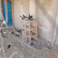 کبوتر