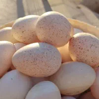 تخم بوقلمون ومرغ واردک نطفه دار