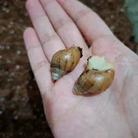 حلزون نژاد آچاتینا جید