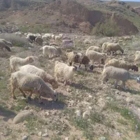 ۲۰عدد میش درجه یک ابستن