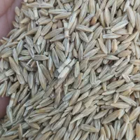 جو محلی قیمت عالی