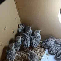 جوجه بلدرچین کوهی