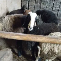 گوسفند نر وماده