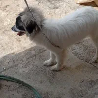 شناسنامه دار