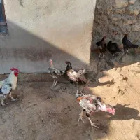 مرغ لاری و خروس