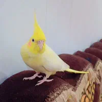 عروس هلندی