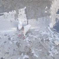 کبوتر طوقی