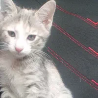 گربه ۲ماهه بازیگوش شناسنامه دار