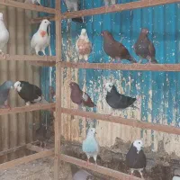 کبوتر