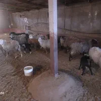 فروش گوسفند رومانوف