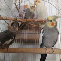 چهارعدد عروس هلندی