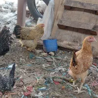 تعداد مرغ وخروس وجوجه ۳ ماهه