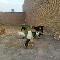 1 راس بز با بزغاله نر