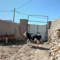 گوساله ماده