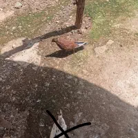 کفتر کبوتر