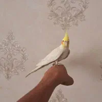 عروس هلندی نر دستی سخنگو