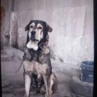 سگ عراقی پژدر سرابی ماده نگهبان ۲ساله