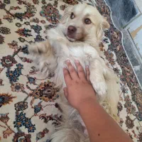 سگ اشپیتز