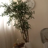 درختچه بزرگ زیتون سیاه
