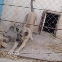 سگ سرابی