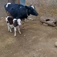 گاو با گوساله