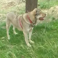 سرابی 12ماه