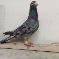 پرنده فروشی علی