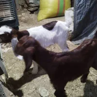 بز و بززغاله معاوزه با گوسفند