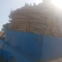 خرید فروش چوپ درختان شما وهرس کاری