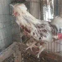 خروس نژادی