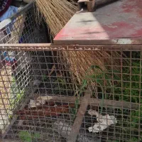 سطل زباله