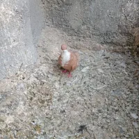 کفتر|پرنده|مشهد, عسگریه|دیوار
