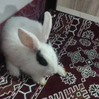 خرگوش|موش و خرگوش|کهنوج, |دیوار