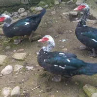 فروش ۷ عدد اوردک اسرائیلی نر و ماده دو ساله