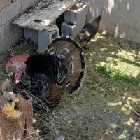 بوقلمون نر وماده وجوجه