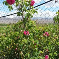 گل محمدی|گل و گیاه طبیعی|یامچی, |دیوار